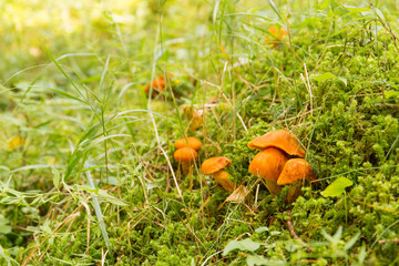 Funghi arancioni nel prato