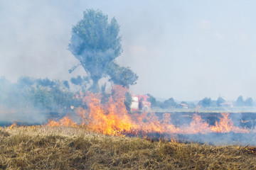 Fireman at Work close to a Wheat field in flames Blackened and completely burnt