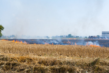 Wheat field in flames Blackened and completely burnt