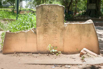Plant grown in front of a tombstone with Vietnamese text in Archaeological ruins