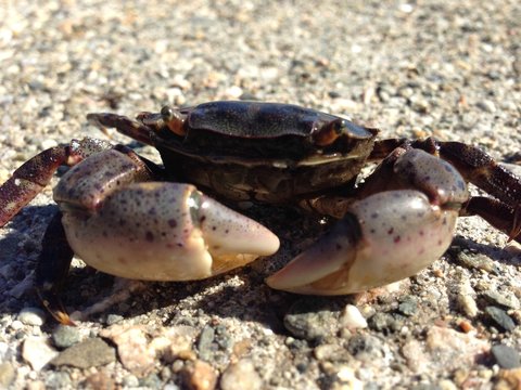 Asian Shore Crab, Rhode Island, 2013