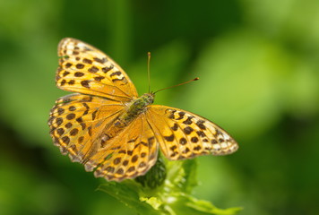 Fototapeta na wymiar Schmetterling Kaisermantel Argynnis paphia