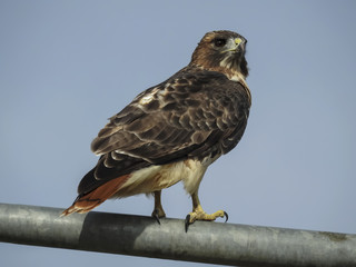 Neighborhood Redtail Hawk on a Streetlight