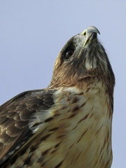 Omaha Nebraska Redtail Hawk