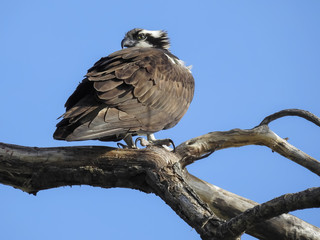 Lake Standing Bear Osprey 2