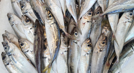 Obraz premium Fresh anchovies