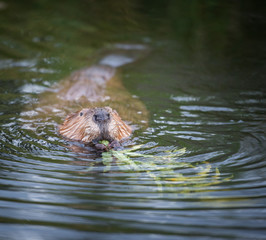 Beaver