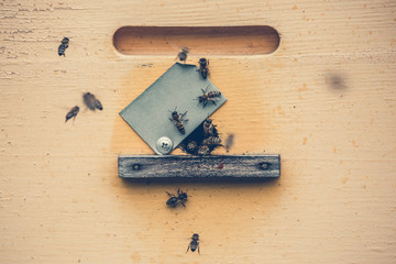 The bees fly into the hive, close up vintage toned photo