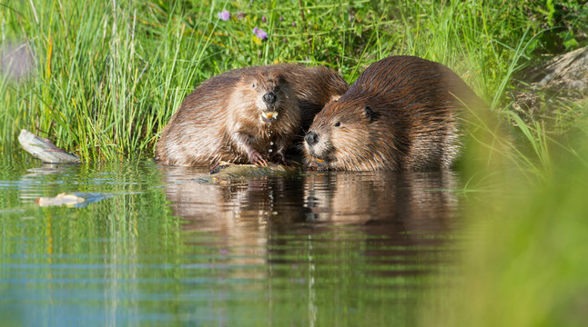 Beaver