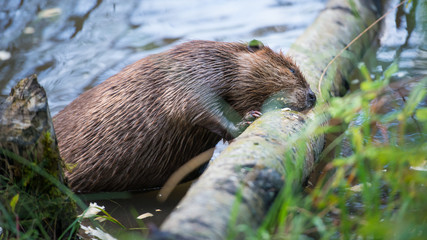 Beaver © Jillian