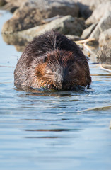 Beaver