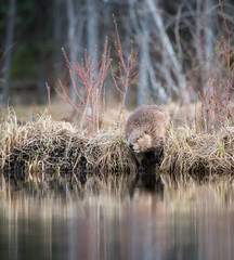 Beaver © Jillian