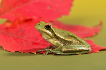 Frog, La Pampa, Argentina
