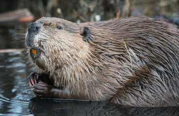 Beaver © Jillian