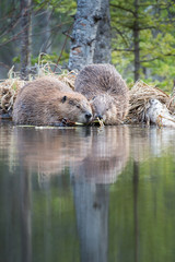 Beaver © Jillian