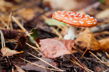 Poisonous Amanita close-up in deciduous forest, poisonous inedible toadstool, but very beautiful mushroom in bright sunny autumn day amongst fallen leaves