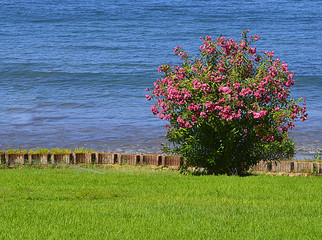 Blooming oleander bush with beautiful pink flowers growing by the ocean on Tenerife,Canary...