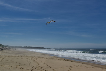 westcoast california - seagull