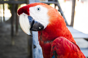 Gorgeous Scarlet macaws amazonian parrot intense red blue yellow orange and green color