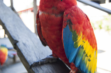 Gorgeous Scarlet macaws amazonian parrot intense red blue yellow orange and green color