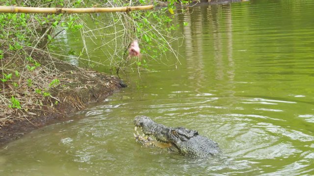 A close up shot of a crocodile diving out of green water to catch some bait on a stick