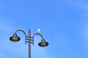 Seagull resting over a lamppost in summer