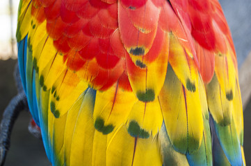 Gorgeous Scarlet macaws amazonian parrot intense red blue yellow orange and green color