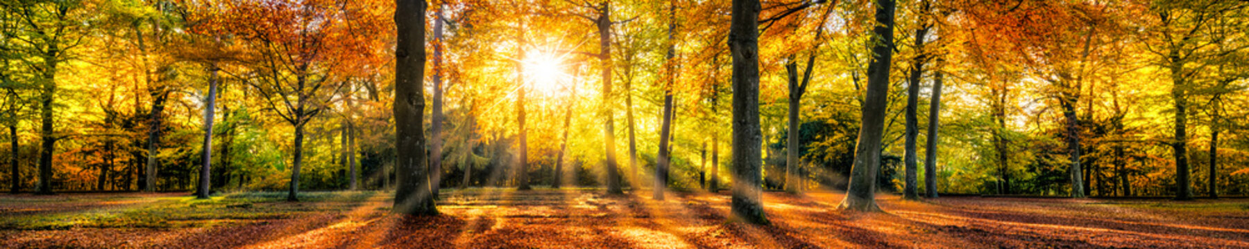 Fototapeta Kolorowej jesieni lasowa panorama w świetle słonecznym