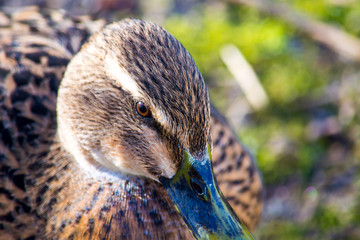 Stockente, weiblich, 