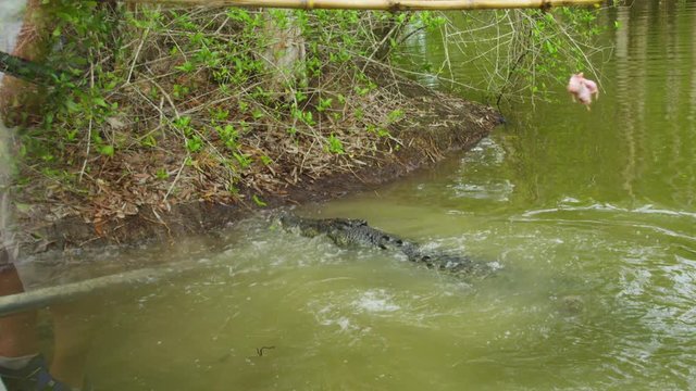 A two shot showing an alligator and a crocodile trying to catch the bait