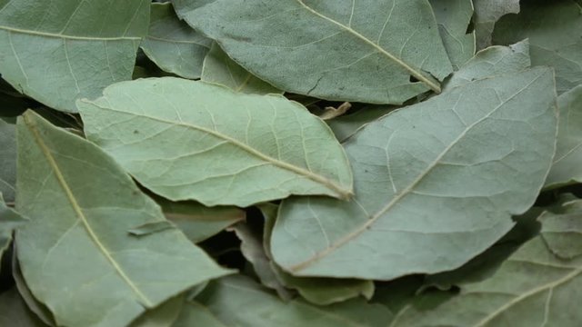 Rotating dry laurel leaves food spice background