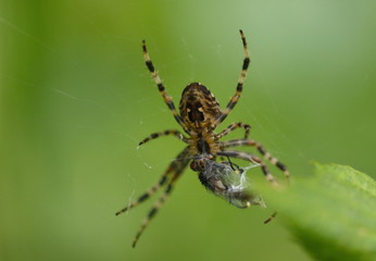 Kreuzspinne Araneus mit Beute