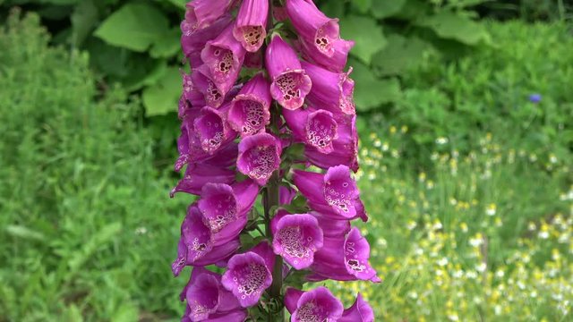 Beautiful summer time foxglove flower in garden