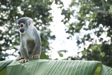 Portrait Squirrel Monkey (Saimiri sciureus), South American, Monkey Island, Amazon Colombian