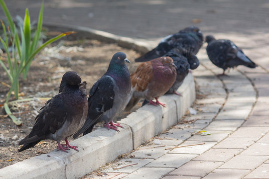 Pigeons sit along the curb in the street. Birds