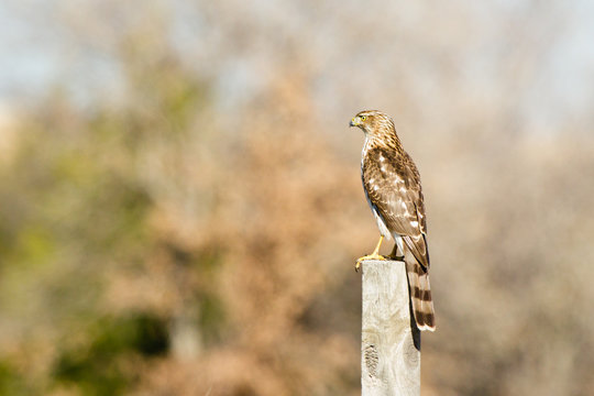 Cooper's Hawk