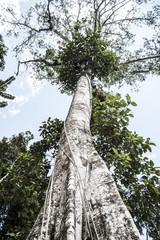 Wallpaper amazon tree until the blue sky