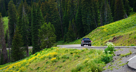 A black pickup, driving, traveling in the mountain road, highway. Green trees, forest in the  background. View of the road bend and a mountain range of Rocky Mountains, Yellowstone, USA