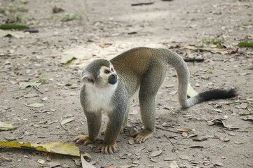 Portrait Squirrel Monkey (Saimiri sciureus), South American, Monkey Island, Amazon Colombian