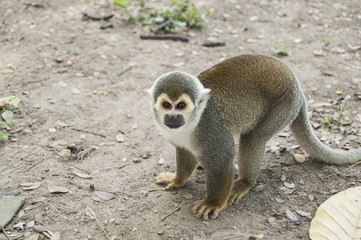 Portrait Squirrel Monkey (Saimiri sciureus), South American, Monkey Island, Amazon Colombian