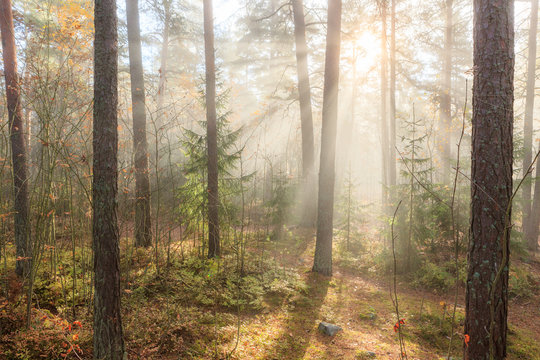 Fototapeta Foggy morning sun light forest