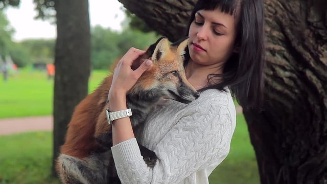 Woman summer holds a young red fox, who stares at the sides. In the park, a beautiful model spends a photo session with predators, which is tamed and behaves calmly and safely.