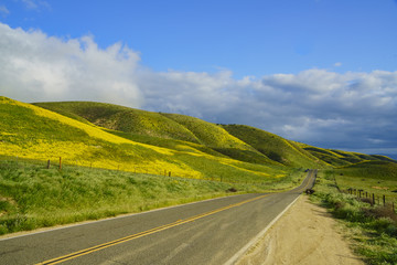 Beautiful yellow goldifelds blossom with a road