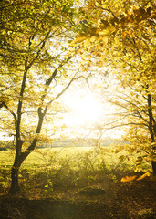 Fototapeta na wymiar Goldenes Tor des Herbstes