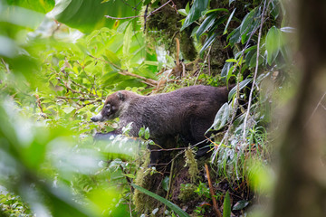 Wild white-nosed coati in  rainforest