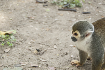 Portrait Squirrel Monkey (Saimiri sciureus), South American, Monkey Island, Amazon Colombian