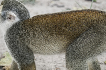 Portrait Squirrel Monkey (Saimiri sciureus), South American, Monkey Island, Amazon Colombian