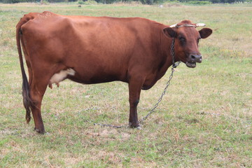  The cow stands on the pasture