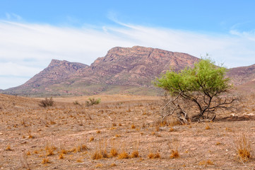 Mount Ohlssen-Bagge at Wilpena Pound - Flinders Ranges, SA, Australia