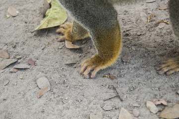 Portrait Squirrel Monkey (Saimiri sciureus), South American, Monkey Island, Amazon Colombian